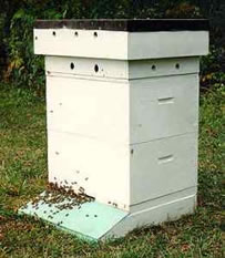 Bee venom extraction hive